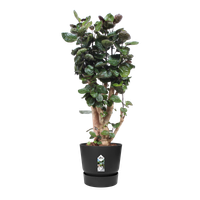 greenville rond 55cm living noir